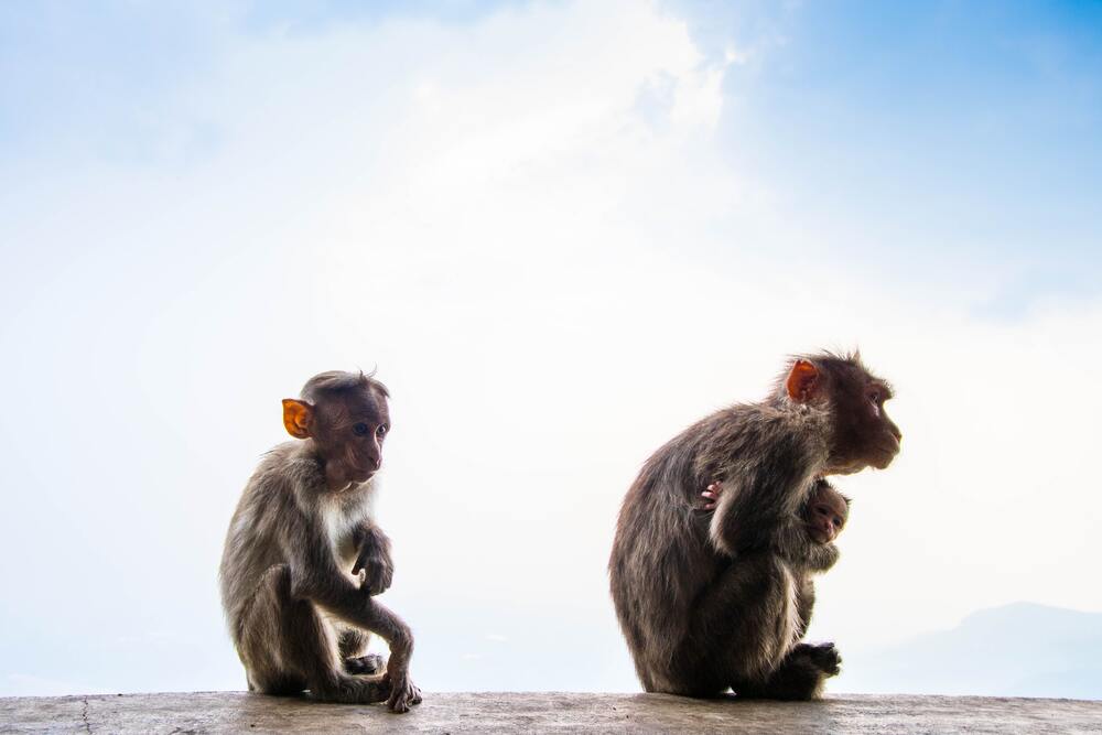 Kenali Apa Itu Monkey Business, Begini Cara Menghindari Jebakannya!