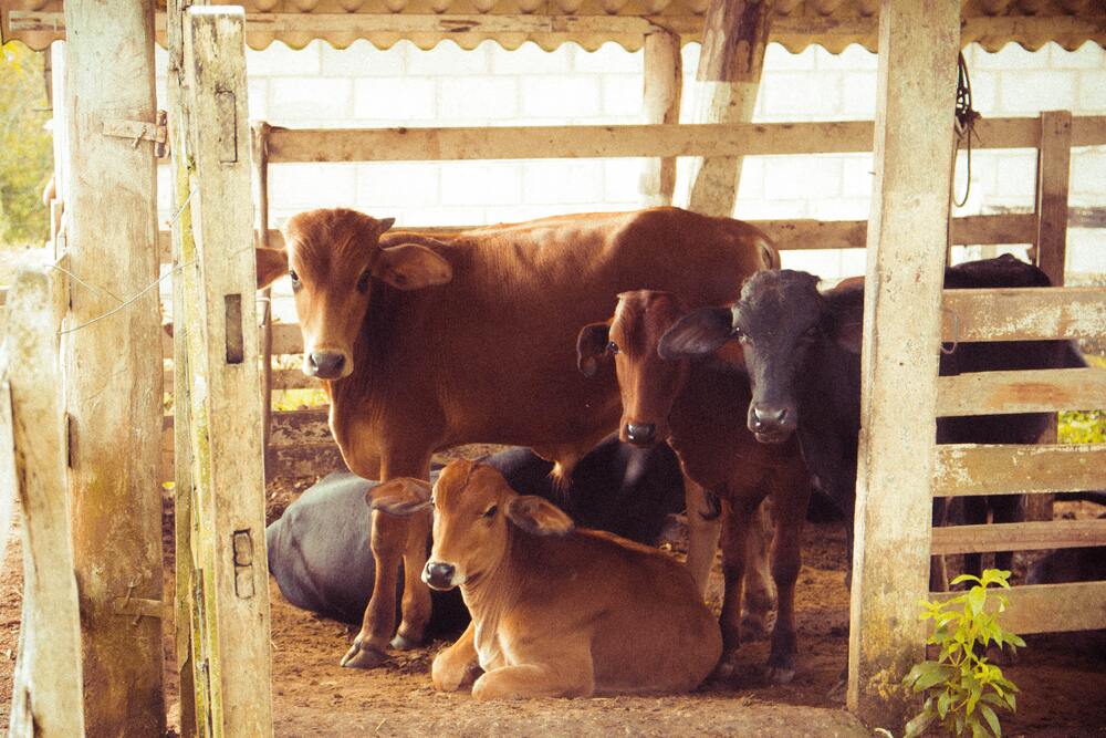 Promising Opportunity for Livestock Business, Maximum Profit!