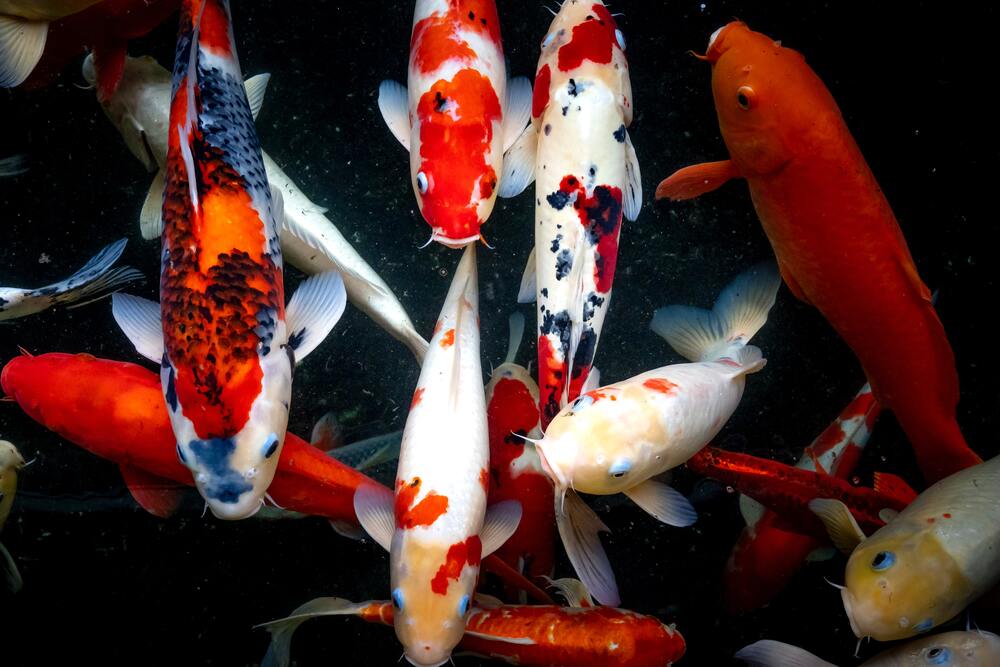 Usaha Ikan Hias: Dari Jenis Ikan Sampai Dengan Tips Memulai Usaha