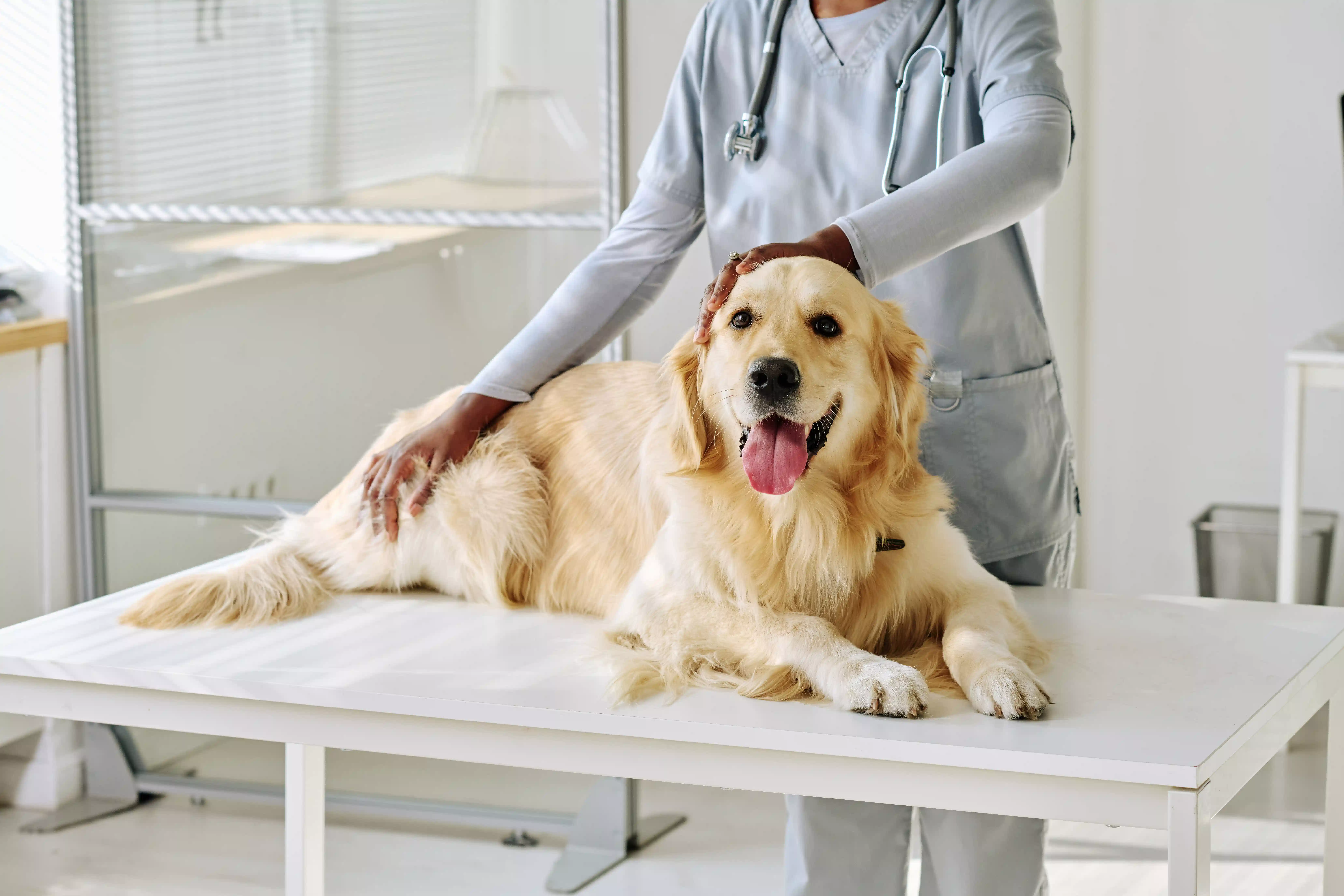 Get to Know The Type of Dog and How to Care for It